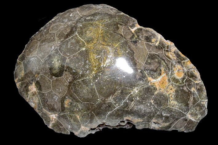 Polished Fossil Coral (Actinocyathus) Head - Morocco #159278